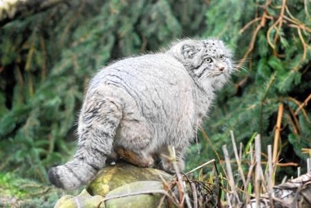 Can he escape extinction? (RZSS)