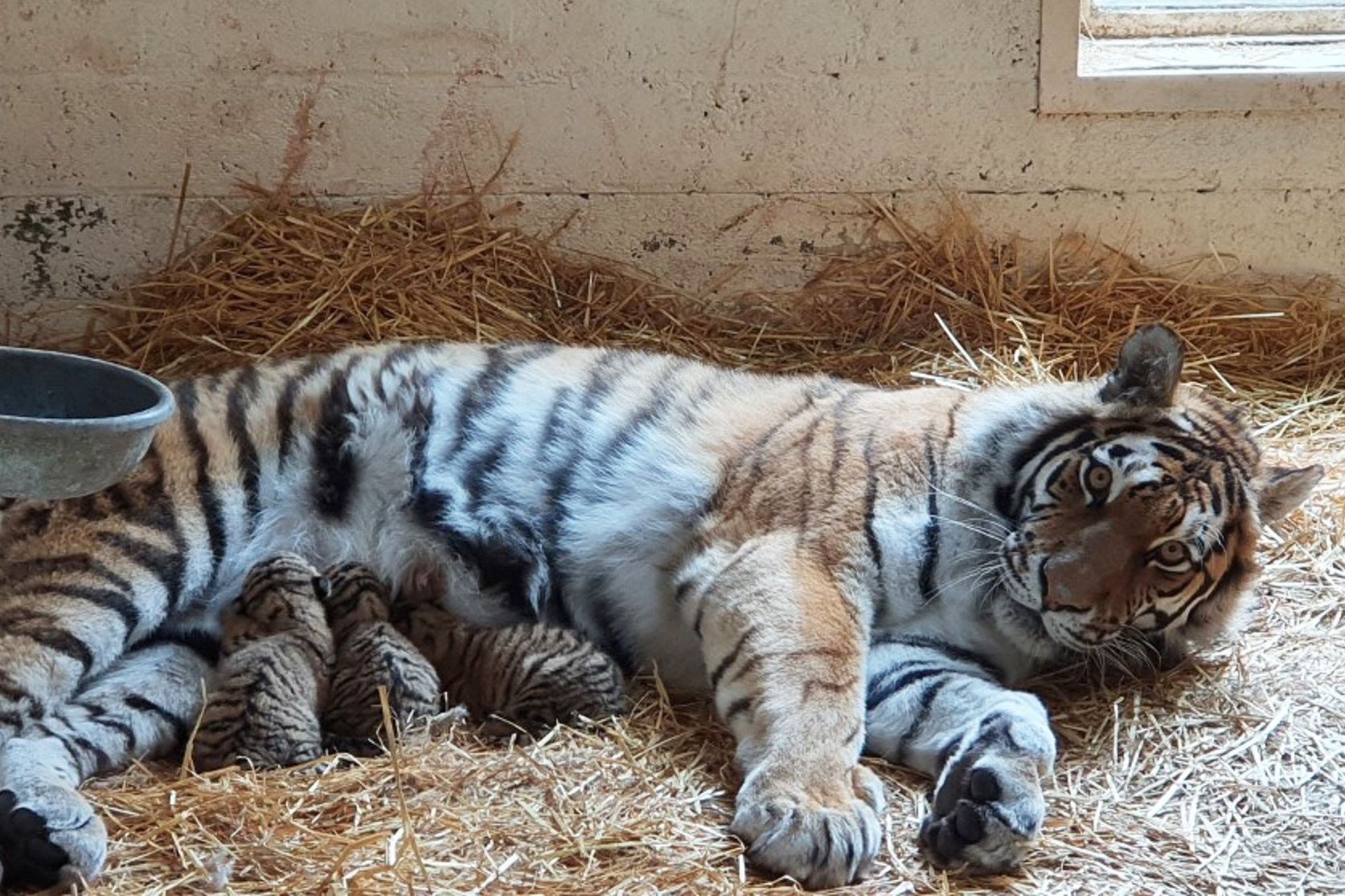 Mum Dominika and the three rare cubs at feeding time. (Photo: RZSS)