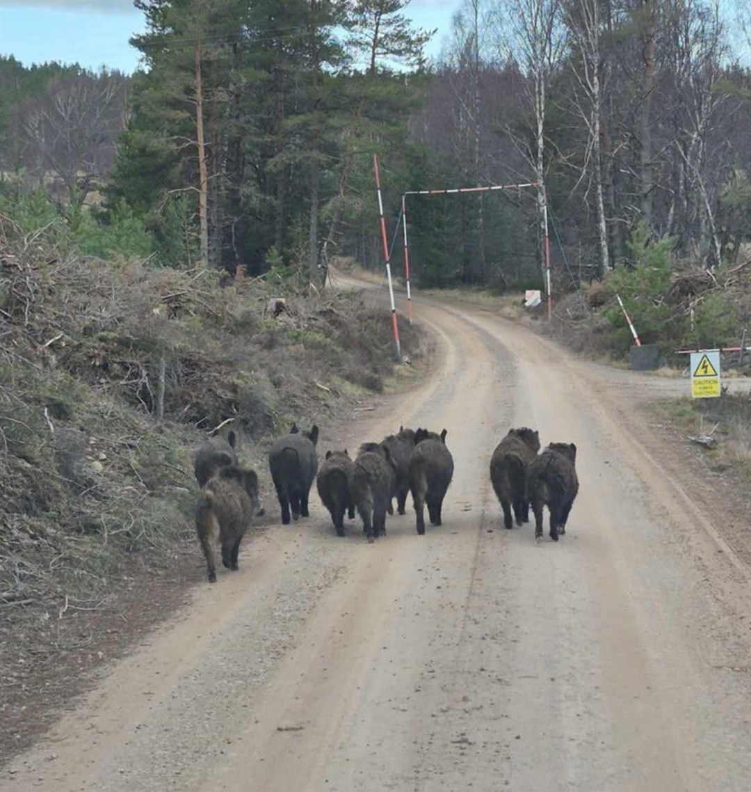 MEET THE FAMILY: A photo taken this weekend on a track near Insh.