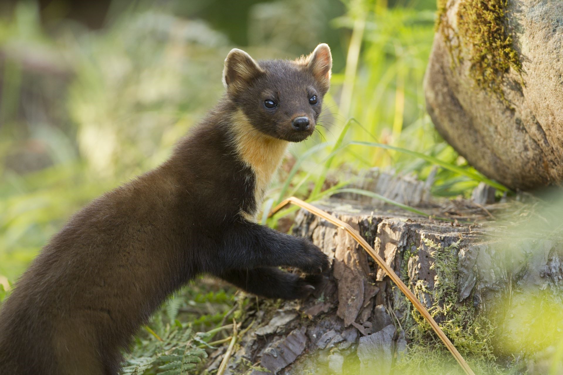 Pine martens have been extinct from south-west England for 150 years (Mark Hamblin/PA)
