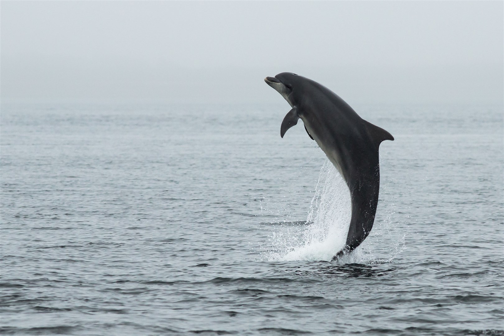 The dolphins in the Inner Moray Firth or a hugely popular visitor attraction.