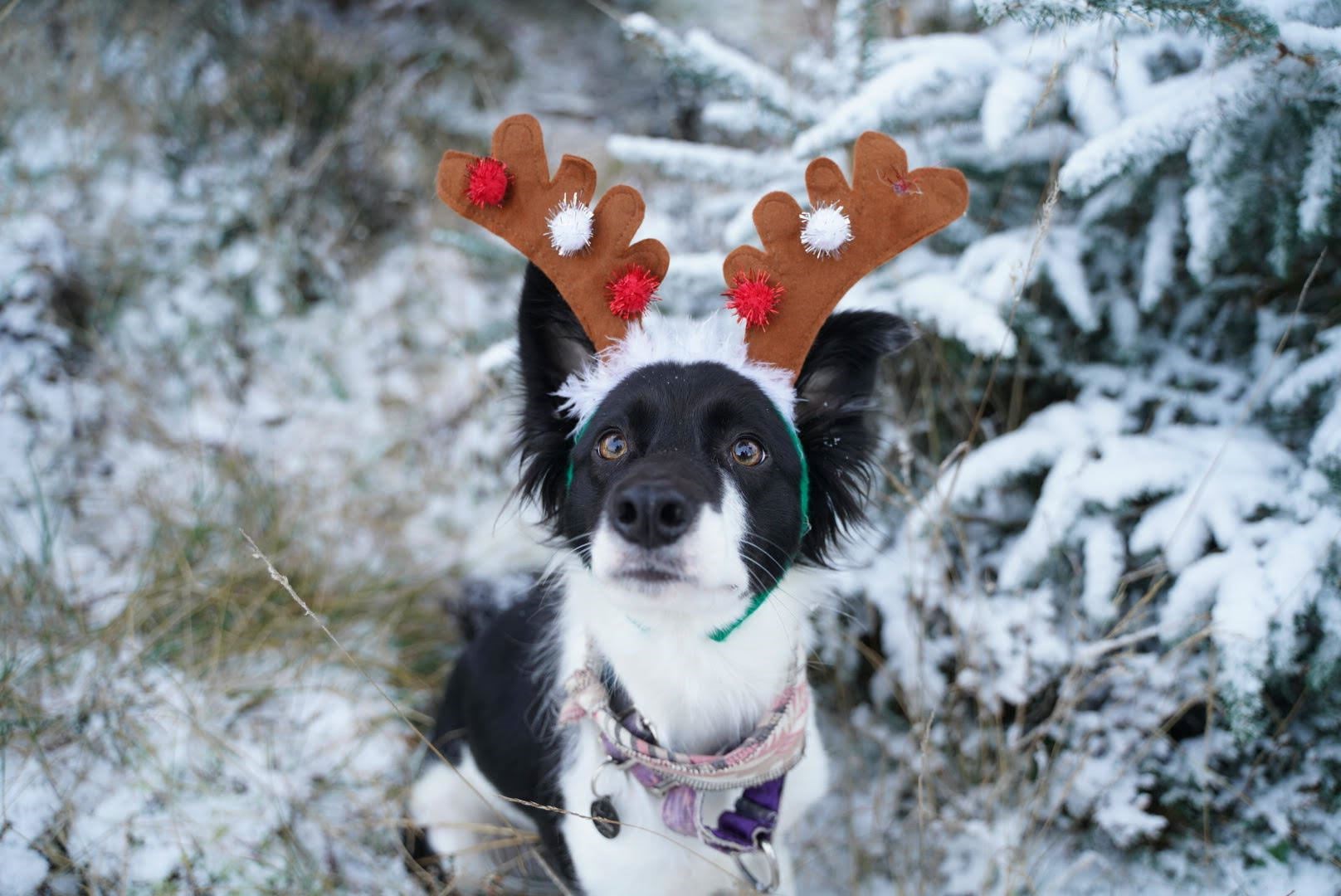 Reader Tsara Cole took these photos of dogs in the Highlands.