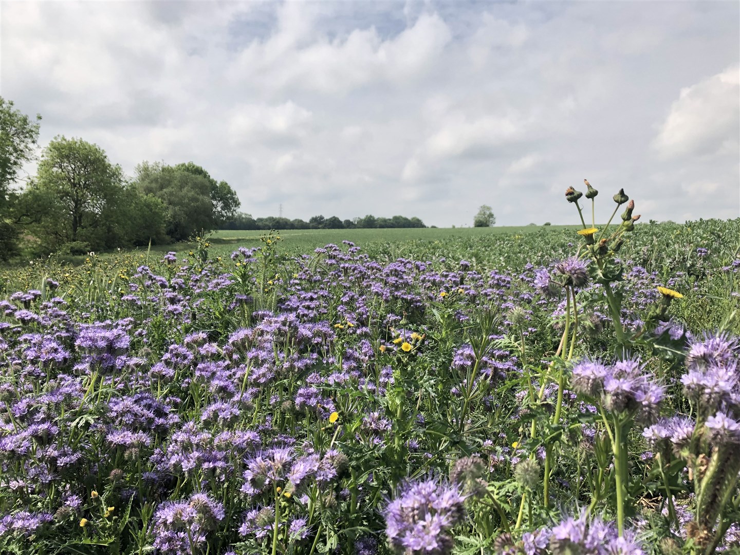 The SFI pays for wildlife-friendly measures such as wildflower margins to attract pollinators (Emily Beament/PA)
