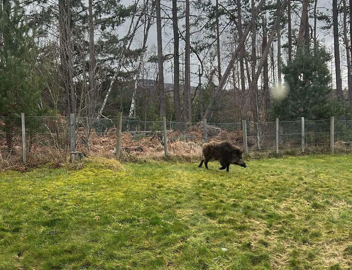 THE LONER: Caught yesterday - on camera, at least - the wild boar still on the loose. It is surely one of the original 'guerilla rewilding' herd released in Badenoch last month.