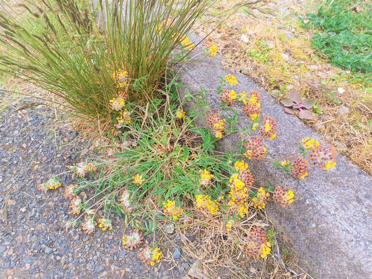 Kidney vetch.