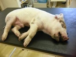 The piglet which initially survived what is believed to have been a fall from a vehicle onto the A9