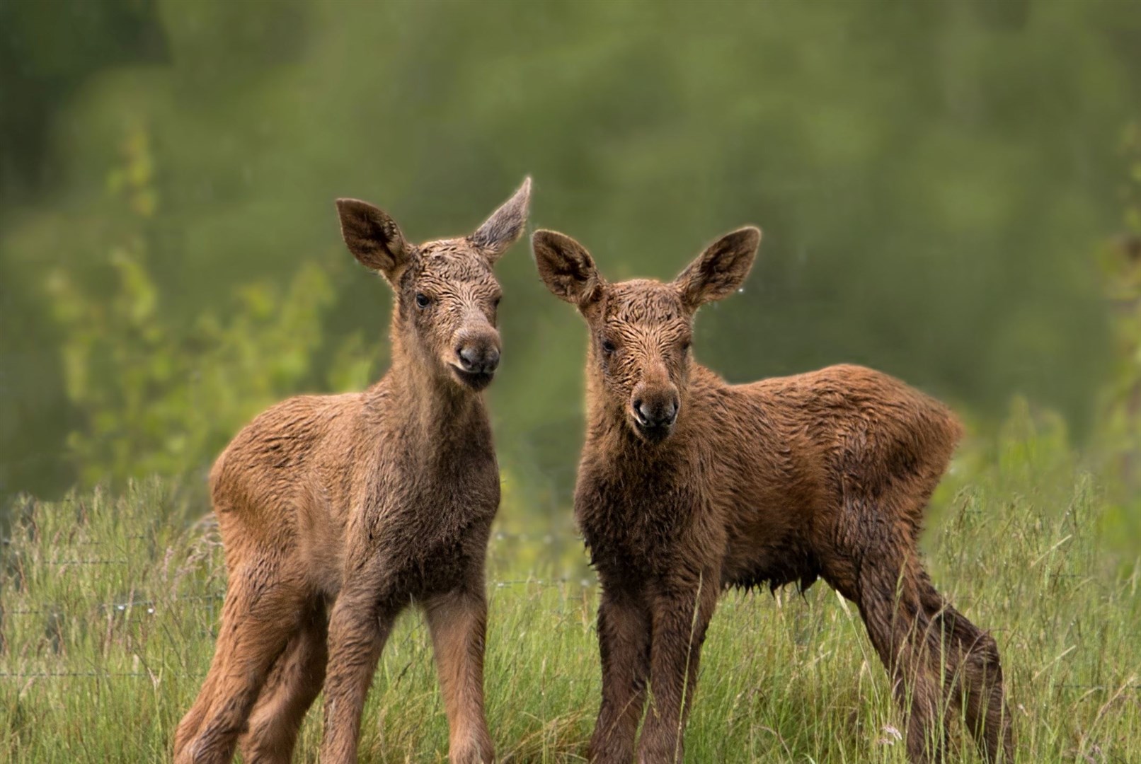 The calves were born on May 18 with the first pictures of them released today. Picture: RZSS