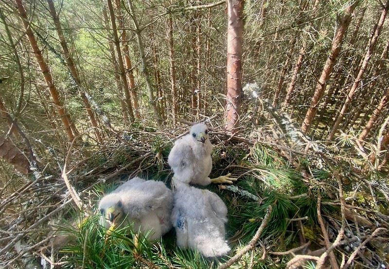 NESTLING: Goshawk chicks in their nest (WildLand Ltd)