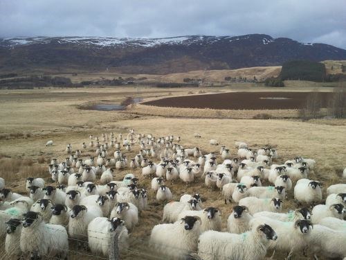 Flocking to the cause: new farmers group is formed