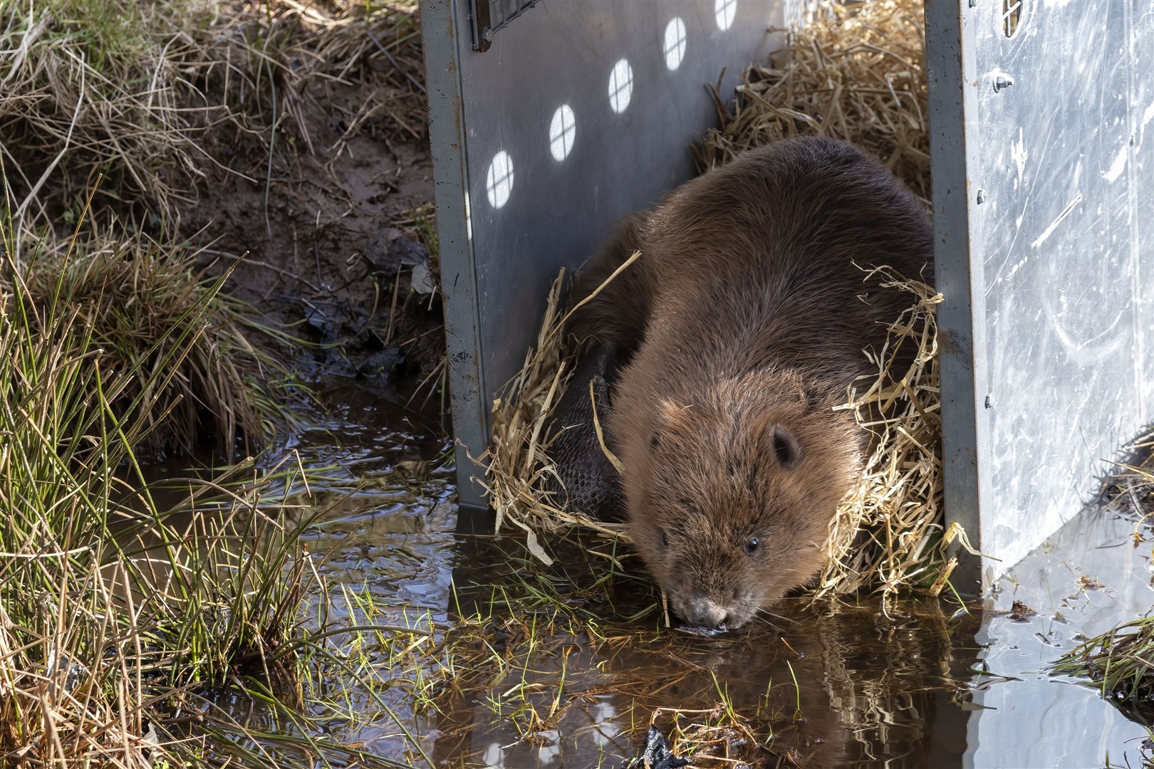 A male beaver leaves its cage to explore its new surroundings at Insh Marshes.