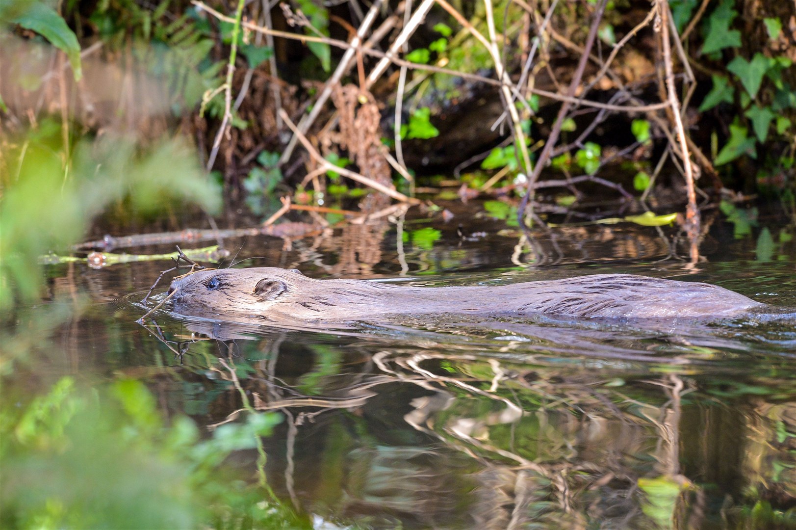 The Woodland Trust says it hopes beavers will colonise the site (Ben Birchall/PA)