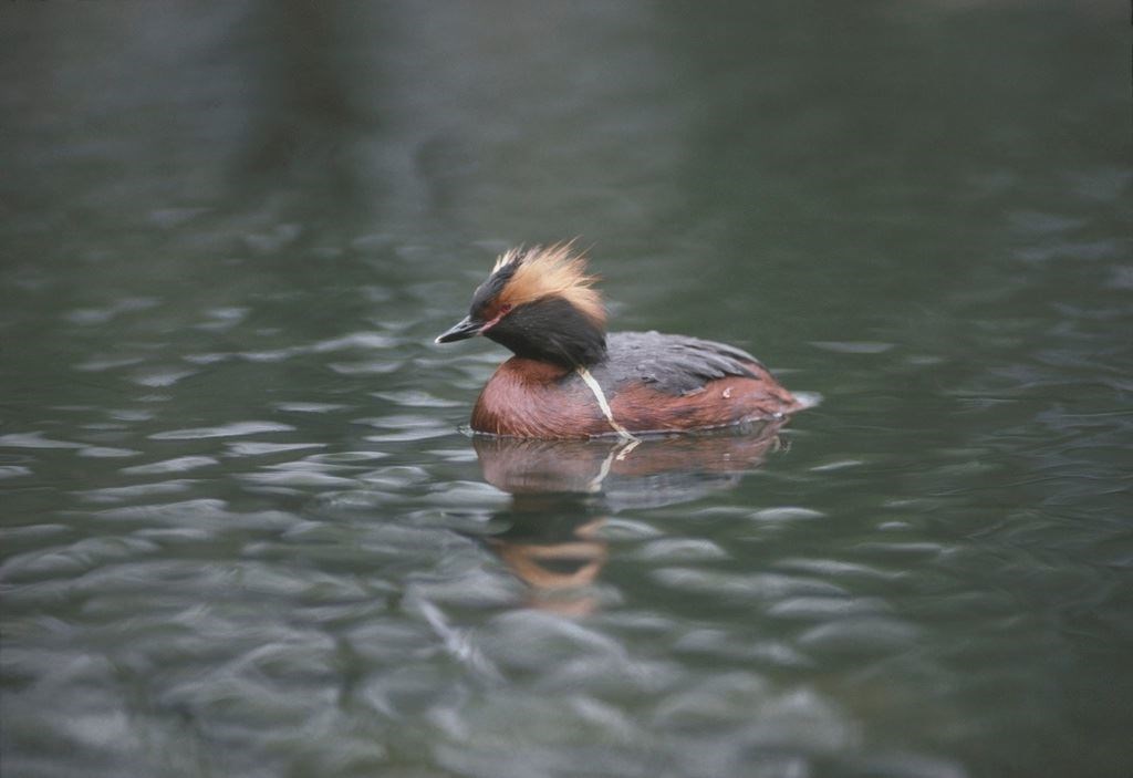 A Slavonian grebe. (Chris Gomersall, RSPB)