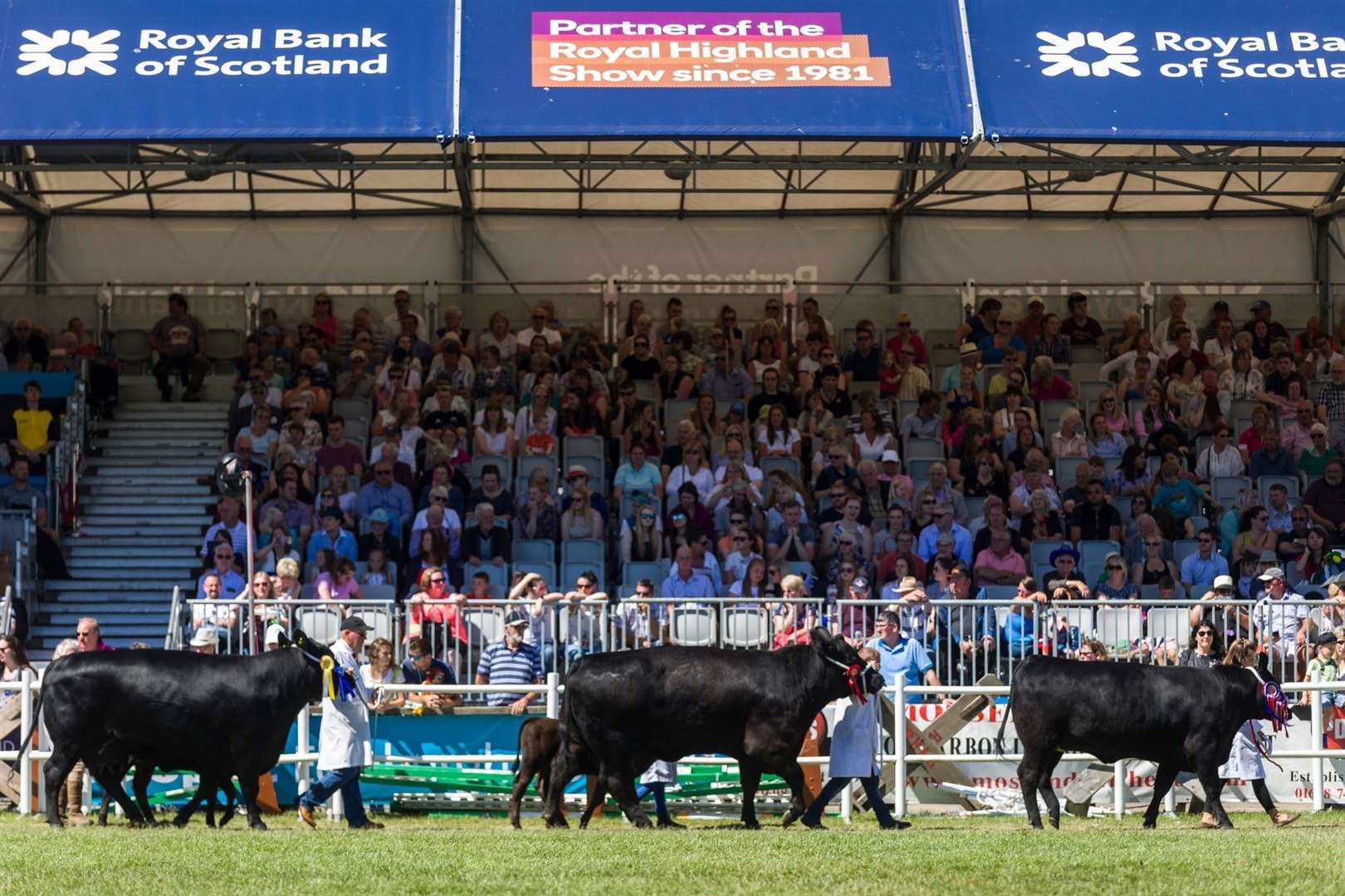 The cattle parade at the Royal Highland Show.