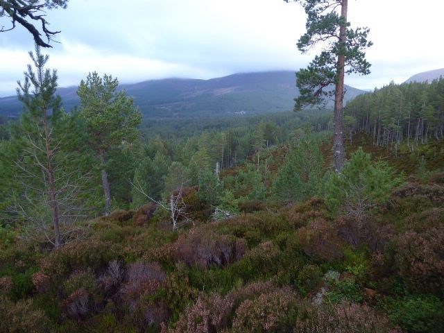 Looking out from the Sugar Bowl area on way to Cairn Gorm.