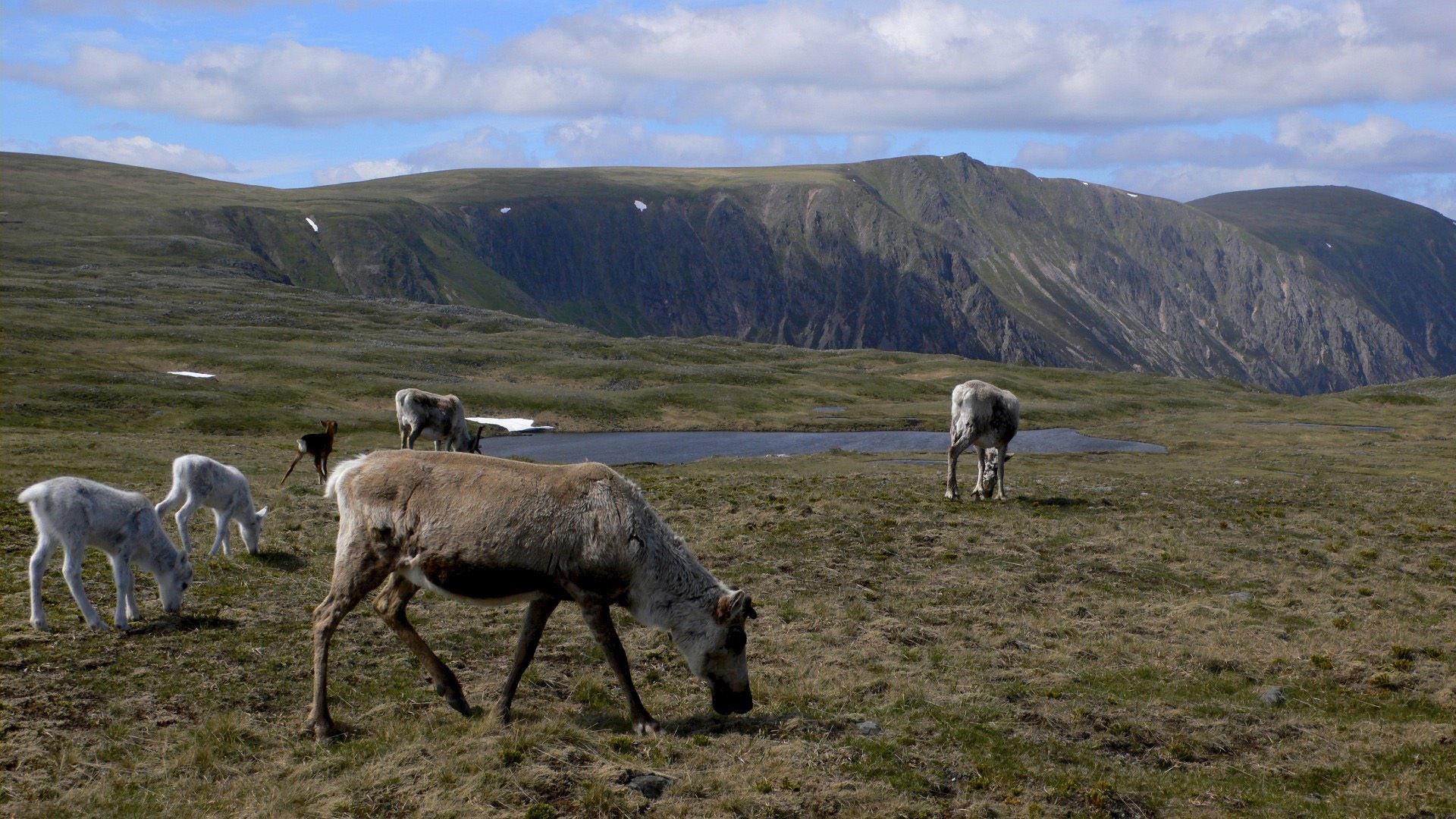 Reindeer in the Cairngorms.