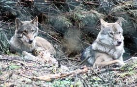 European wolves are extinct in the wild in the UK despite being classified as of least concern globally