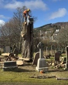 Kingussie yew felled