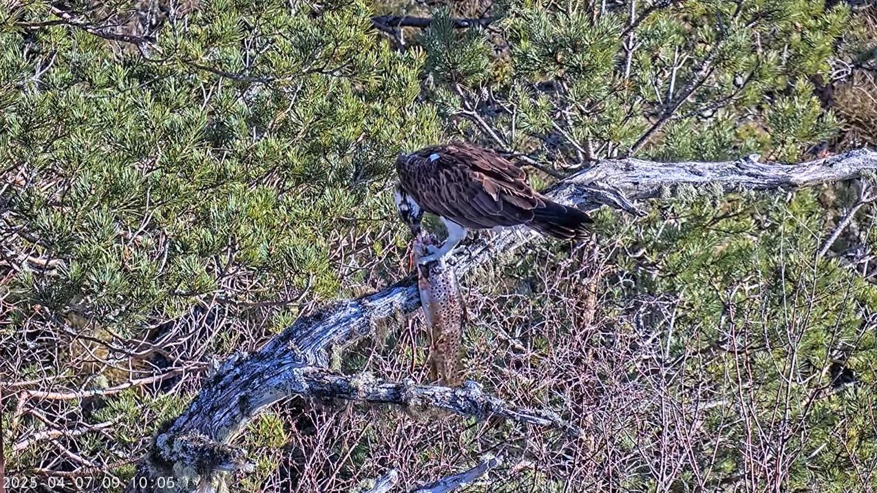 Asha gets tucked into her first fish of the season by the Loch Garten nest. Picture: RSPB Scotland.
