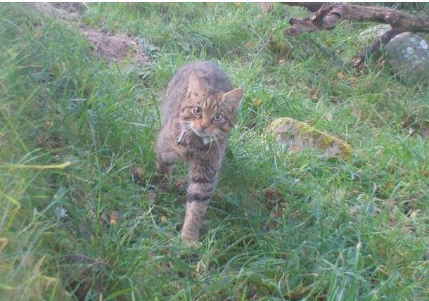 One of the wildcats breed in captivity out in the wild as part of the ambitious project to save the species.