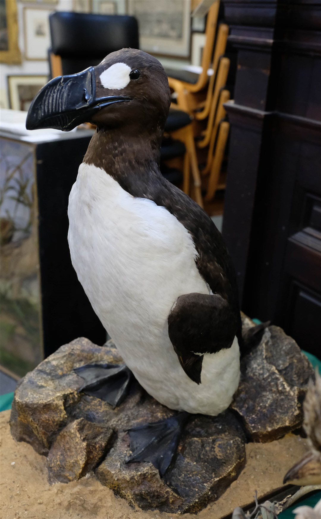 The great auk sold for £25,000 to a French collector (Dominic Winter Auctions/PA)