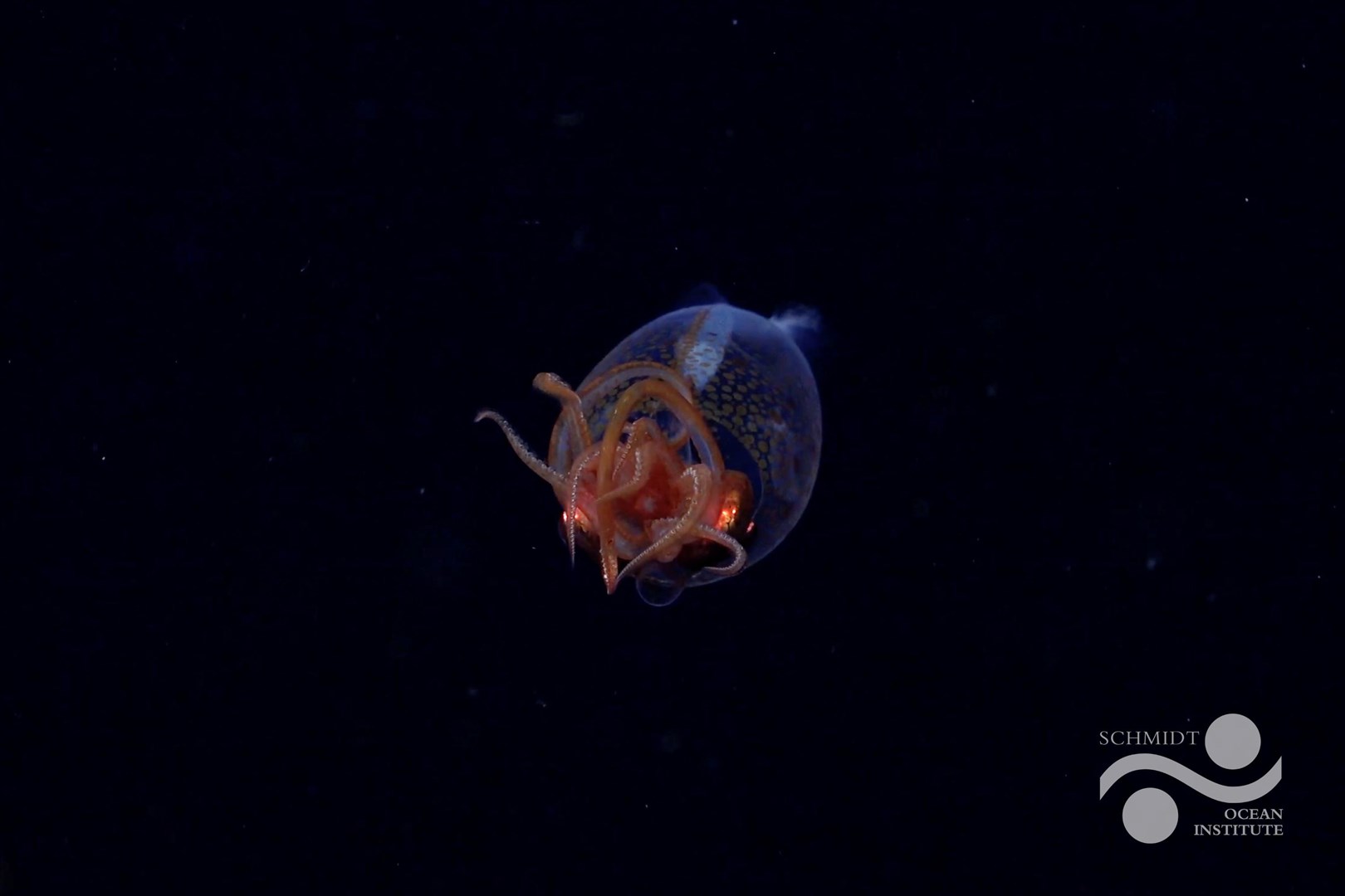 The juvenile squid. Fully grown they are thought to grow up to seven metres (Schmidt Ocean Institute/PA)