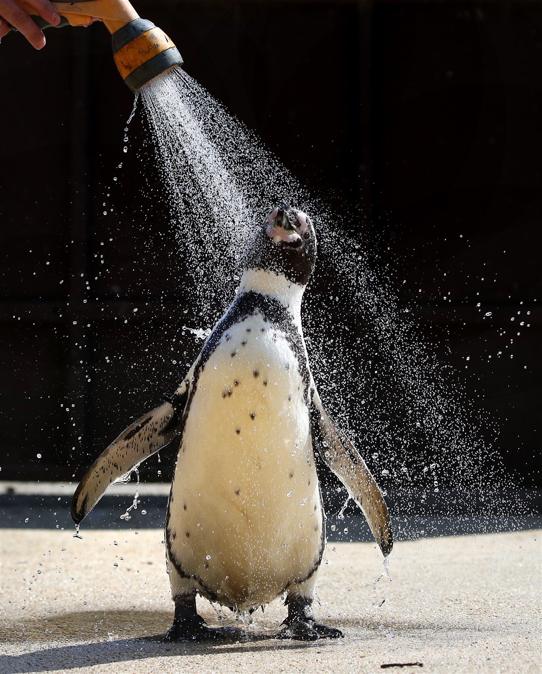 A Humboldt penguin walks through spraying water at Blair Drummond Safari Park, Stirling, on World Penguin Day in April (Andrew Milligan/PA)