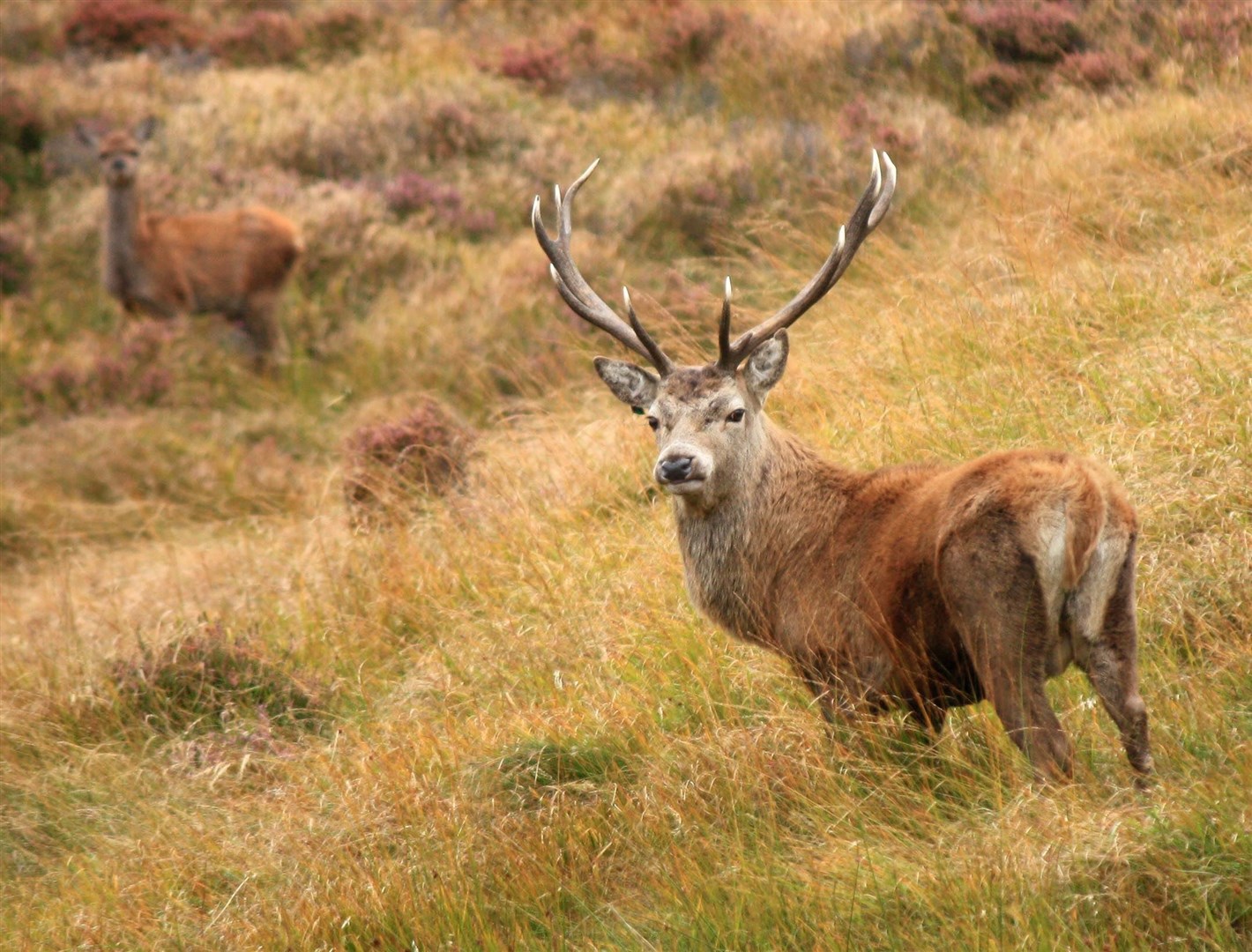 The SGA has said promotion of more woodland without fences will hit stalking. Picture: BSCG