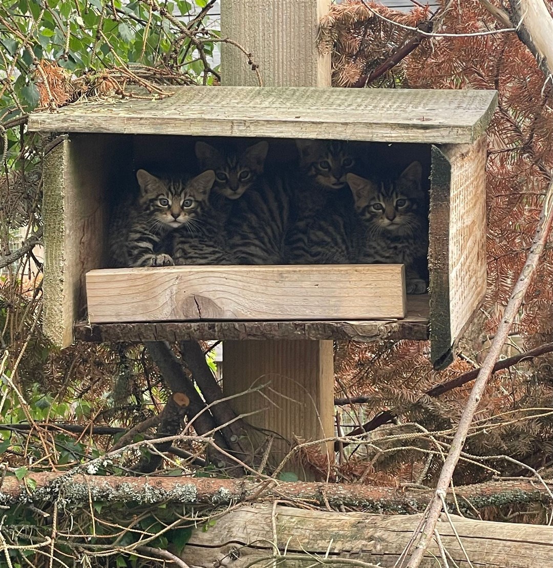 Some of the kittens born at the Highland Wildlife Park which are now prowling the Cairngorms. Picture: Saving Wildcats.
