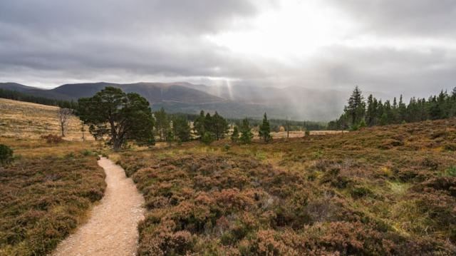 Abernethy Forest Cairngorms (c) VisitScotland Jakub Iwanicki