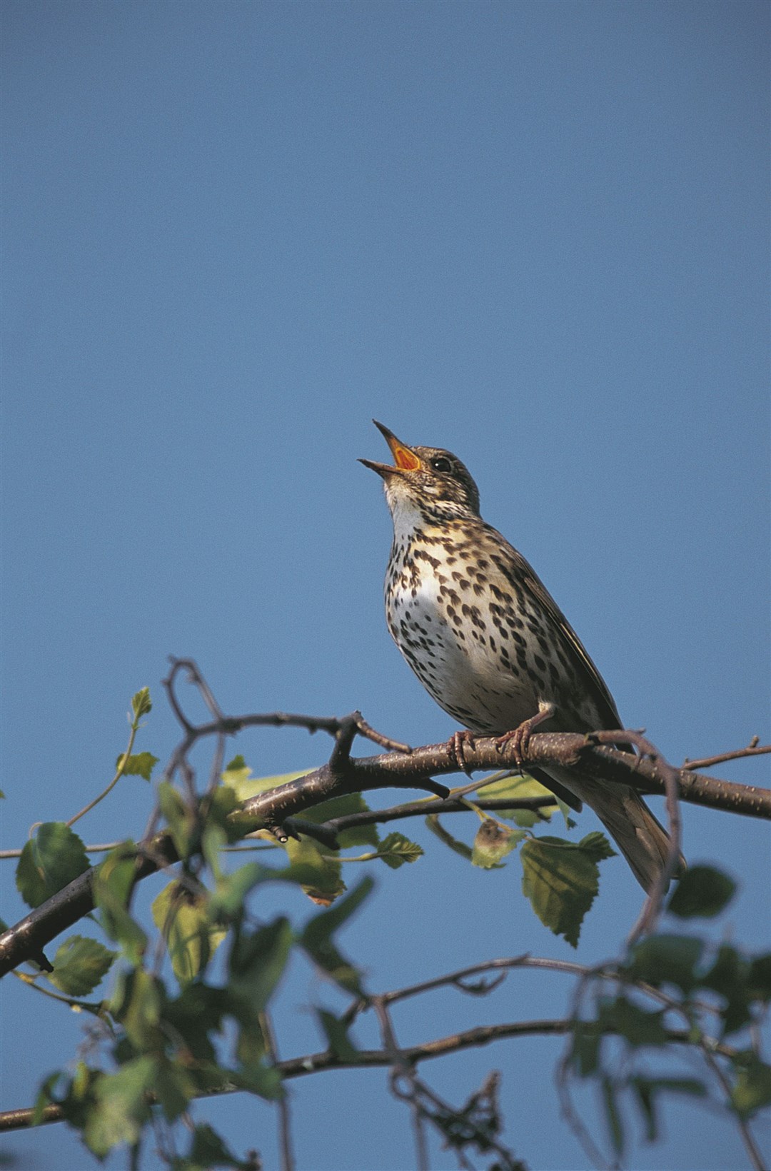 A song thrush singing whilst perched on a branch but they are being heard less often. Chris Gomersall (rspb-images.com)
