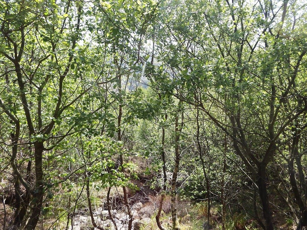 Trees improve soil quality and reduce flood risk (@Hardknott Forest/PA)