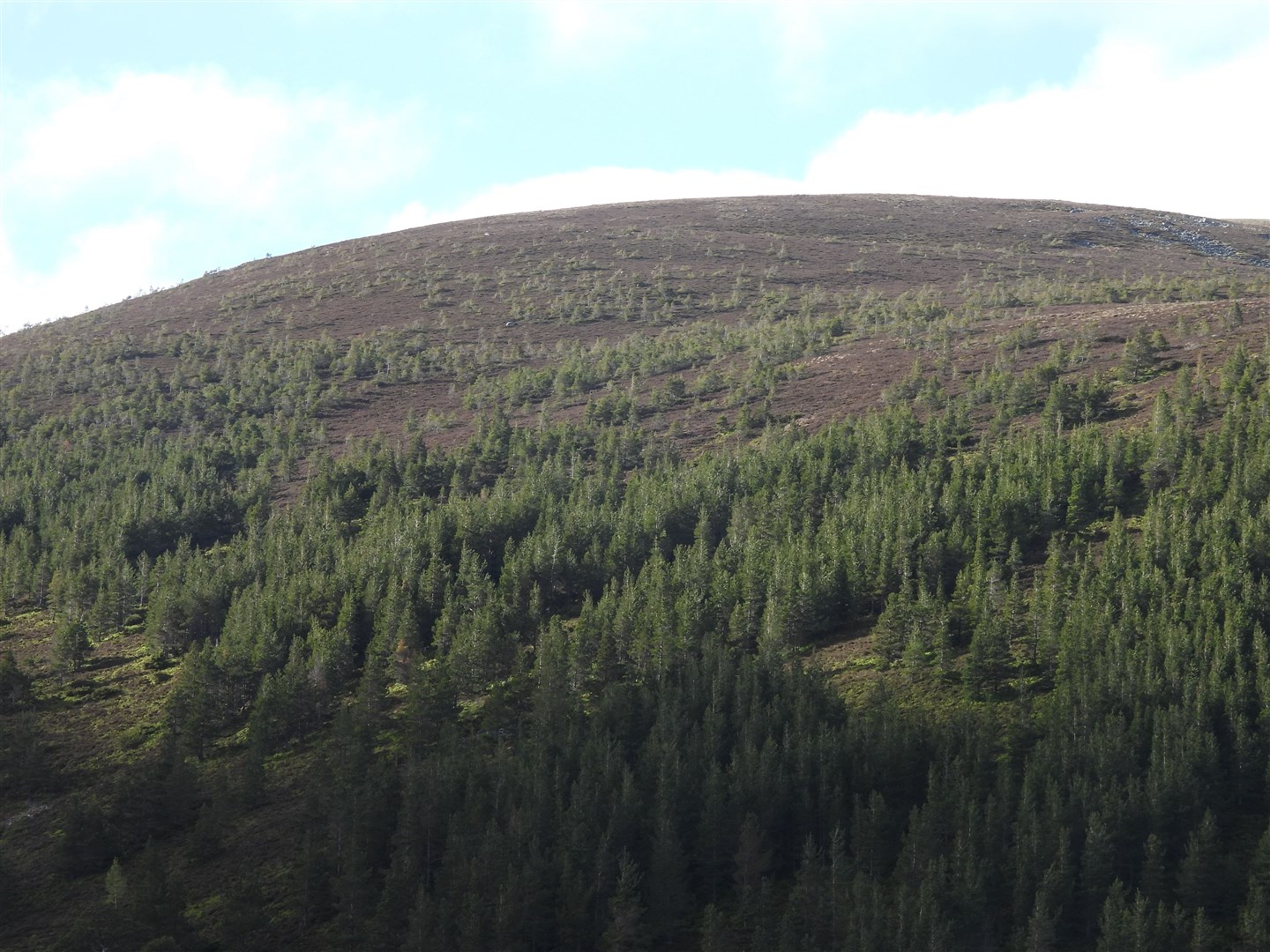 Pine regenerating into moorland above Glenmore. Picture: Gus Jones.