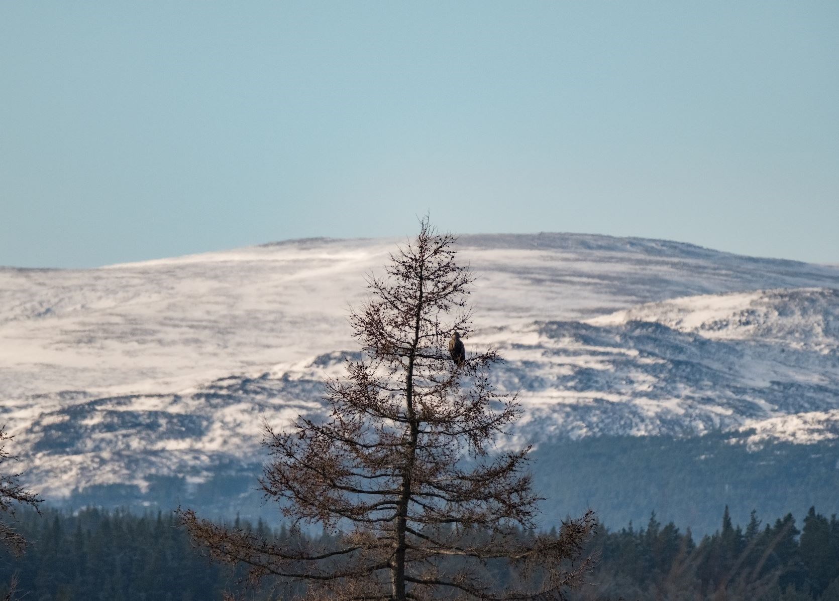 A wintry backdrop to the Dorback Estate.