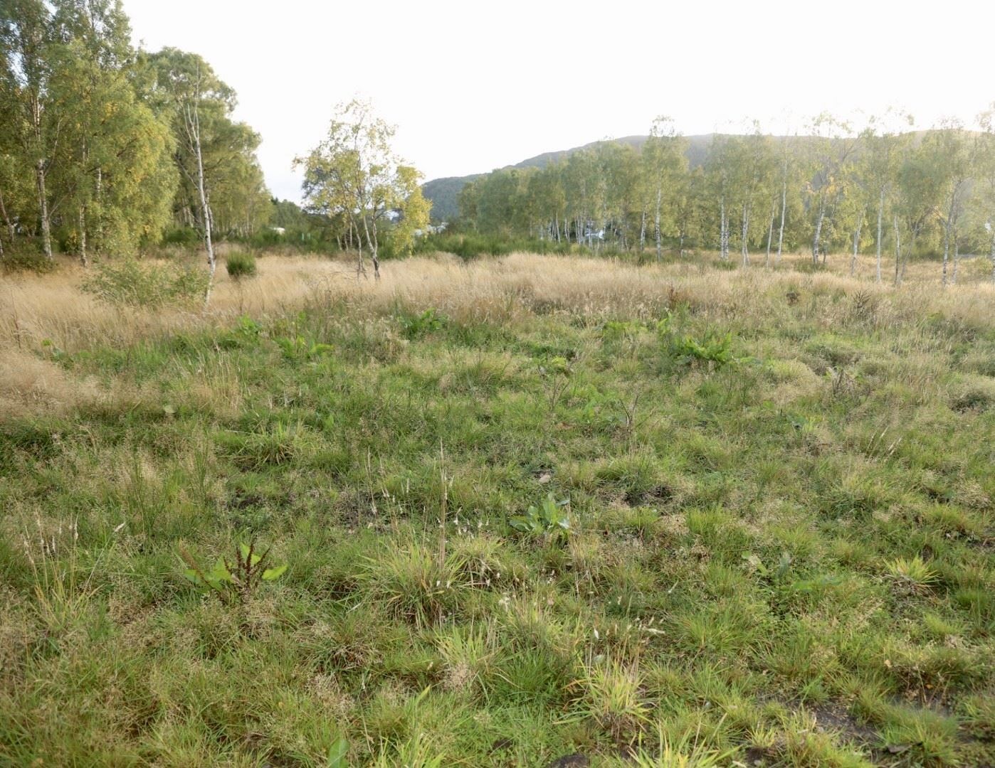 There is a good space for new allotments in Aviemore by the community hospital which opened a year ago.