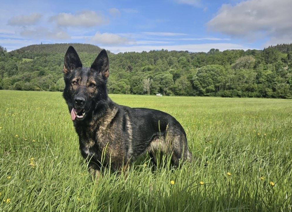 Have you seen this dog? Police are looking for PD Fergie