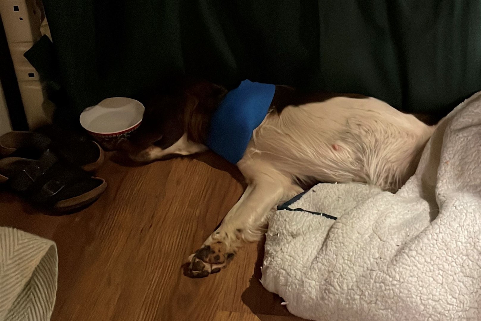 Talisker is in need of an urgent operation after fracturing her leg in three places.