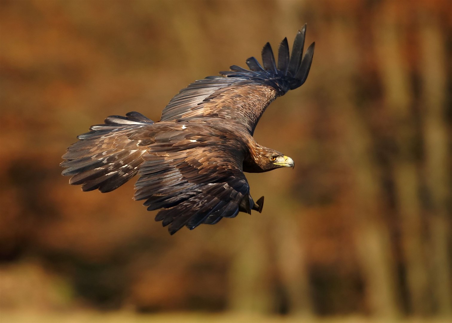 The rejected mast site is in a protected Golden Eagle breeding area.