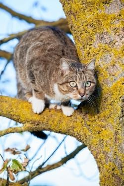 Calling the Fire and Rescue Service to rescue your cat from a tree could be costly.