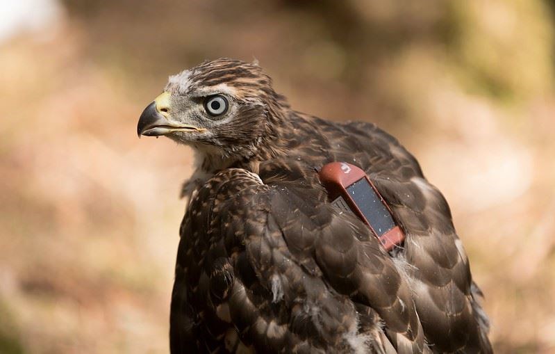 TAGGED: A goshawk ready to roam (WildLand Ltd)