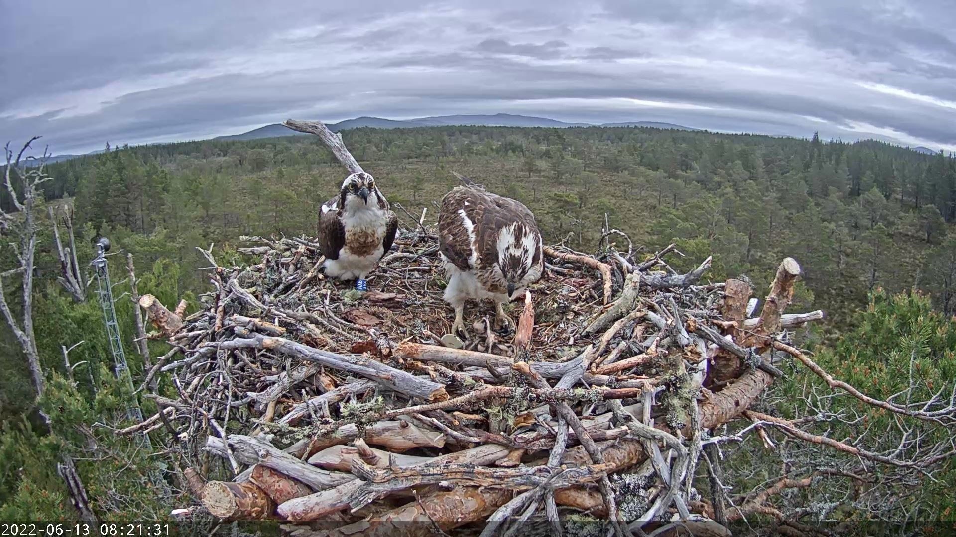 Ospreys from the nest at RSPB Loch Garten are amongst those that fish at the lochan.