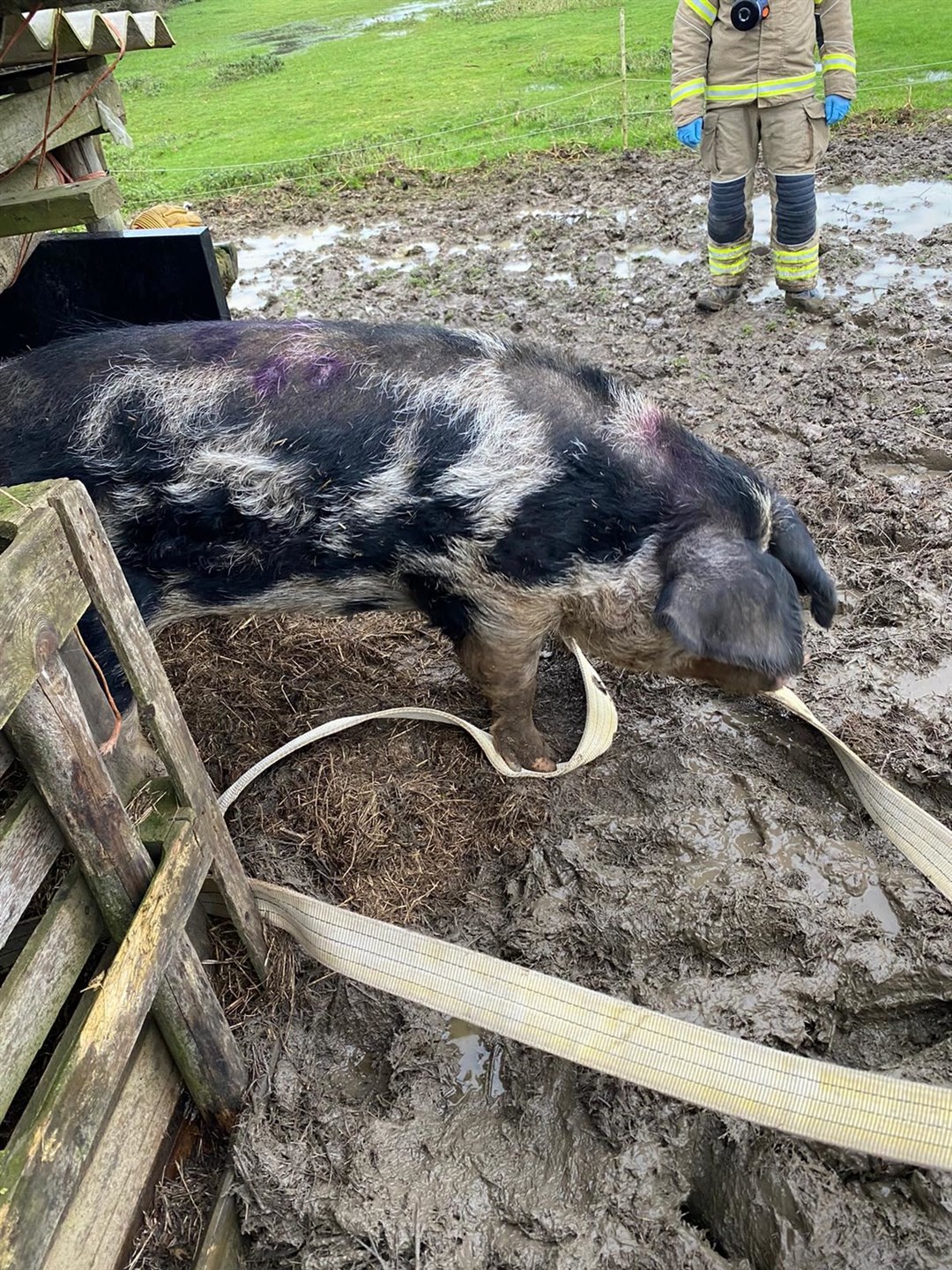 Firefighters rescued a 31-stone pig called Dolly who got stuck in the mud in Felsted, Essex (Essex County Fire and Rescue Service/PA)
