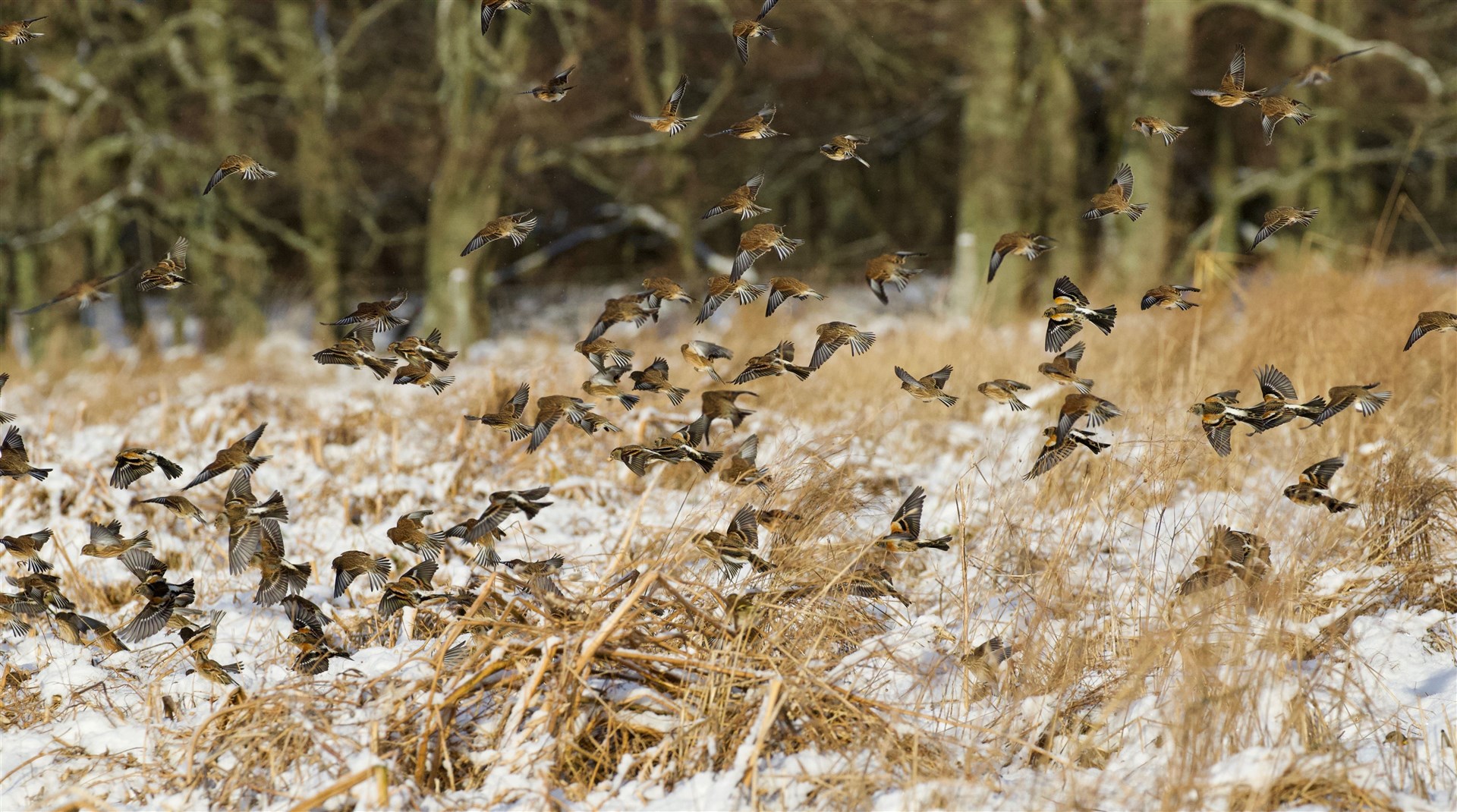The charity has encouraged visitors to flock in over the winter to Strathspey. Photos: Speyside Fields for Wildlife