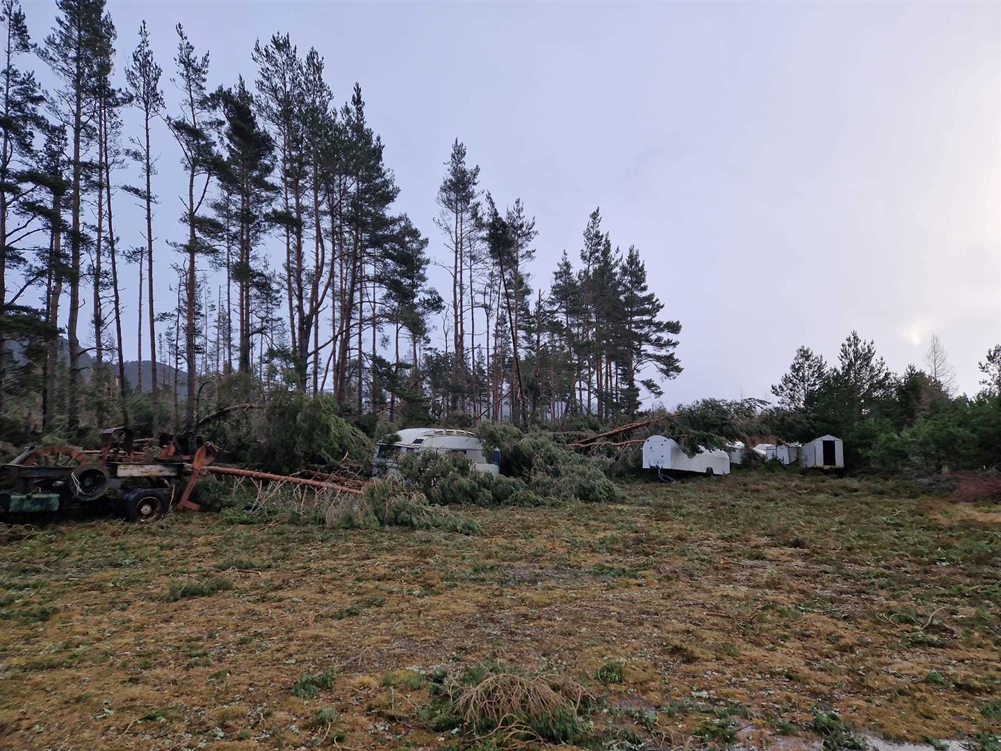 Flattened: a row of trees along the airfield; it's estimated more than 80 have been brought down