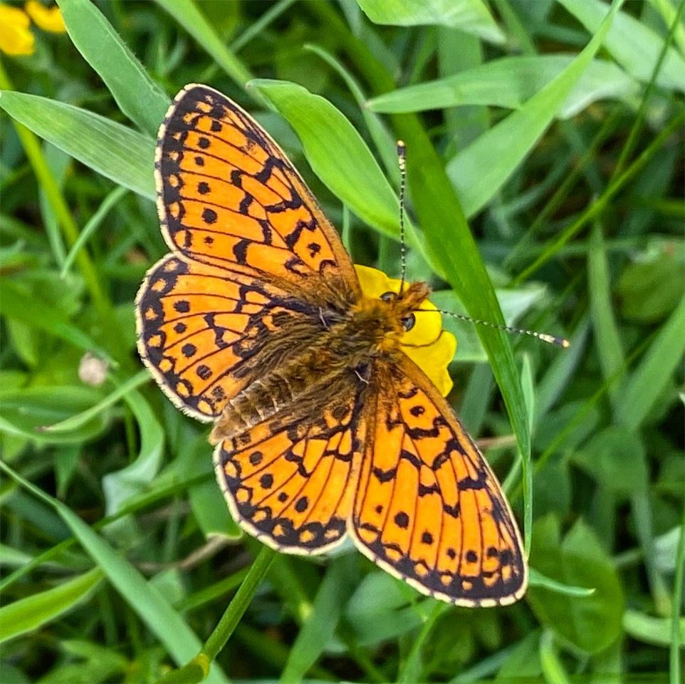 A beautiful pearl-bordered fritillary