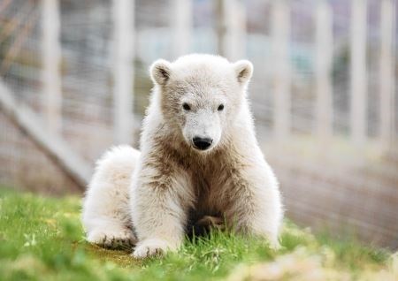 Hamish, Hamish the Polar Bear, Polar Bear, Highland Wildlife Park