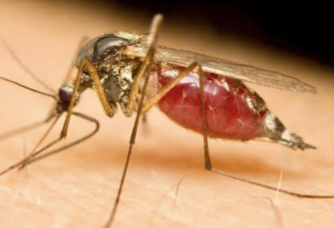 Move over midges.... mosquitoes are moving in.