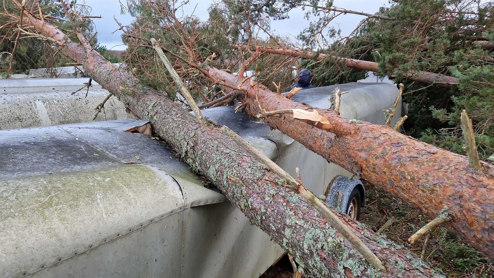 Crash landing: trees brought down on empty trailers