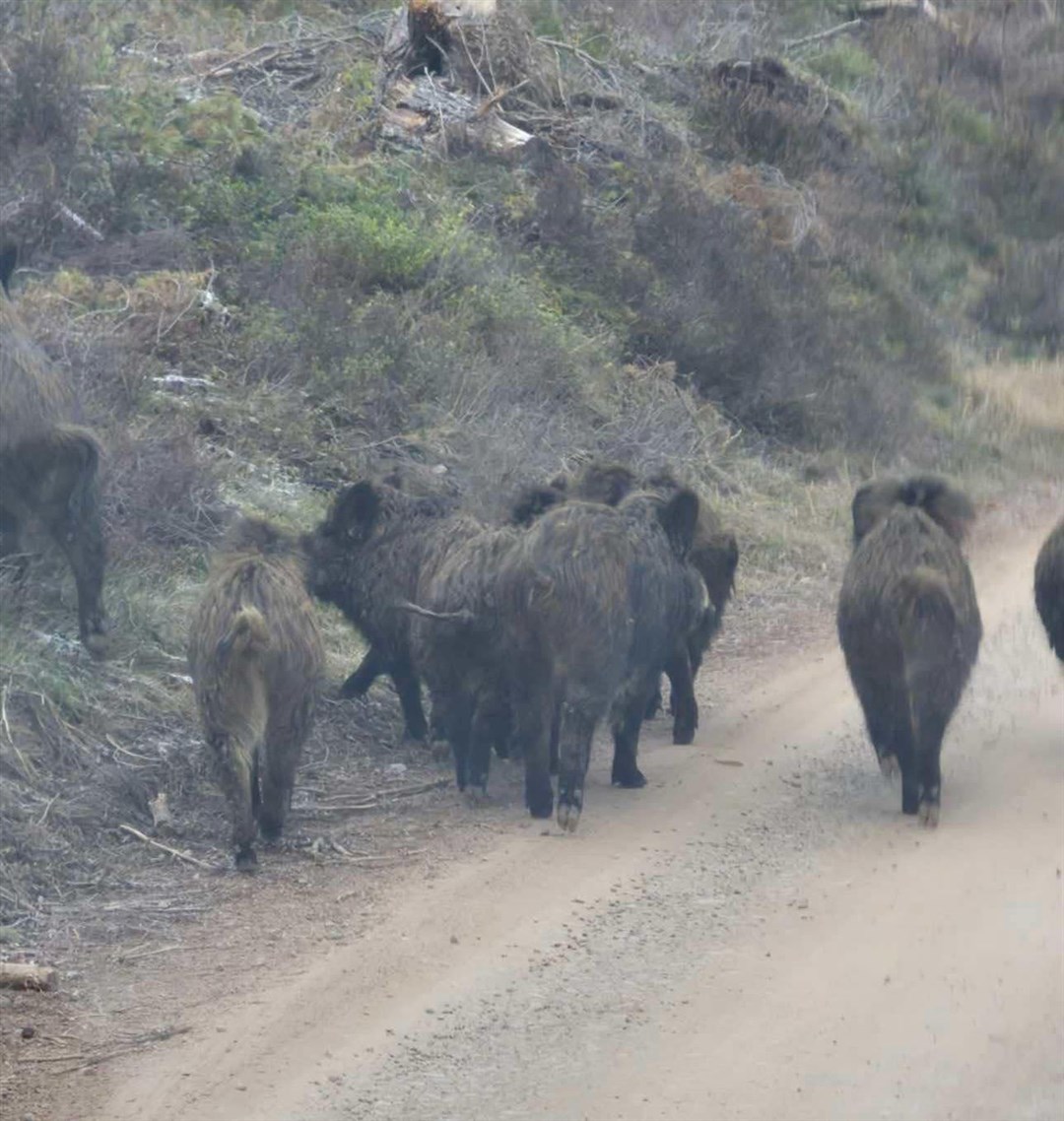 BOAR HUNTING: These wild boar were pictured this weekend as they hunted for food near Glen Feshie