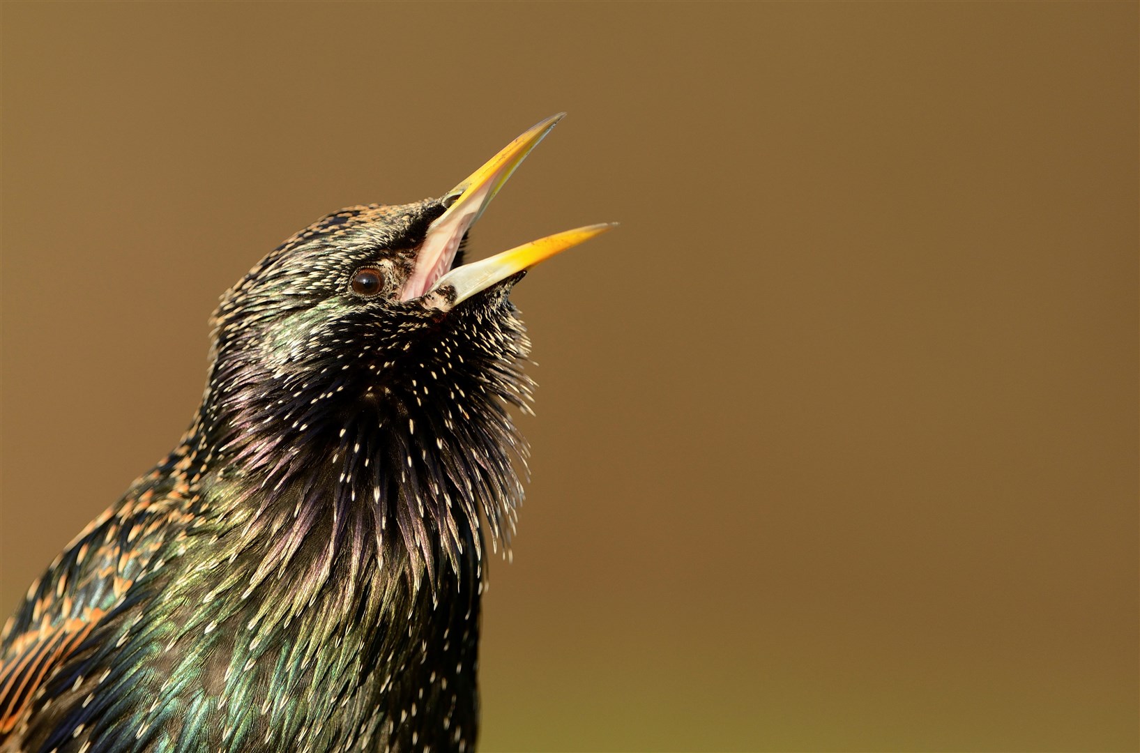 Starlings are still featuring high on the watch list but they are also high on the list of worries - they are red listed. (RSPB)
