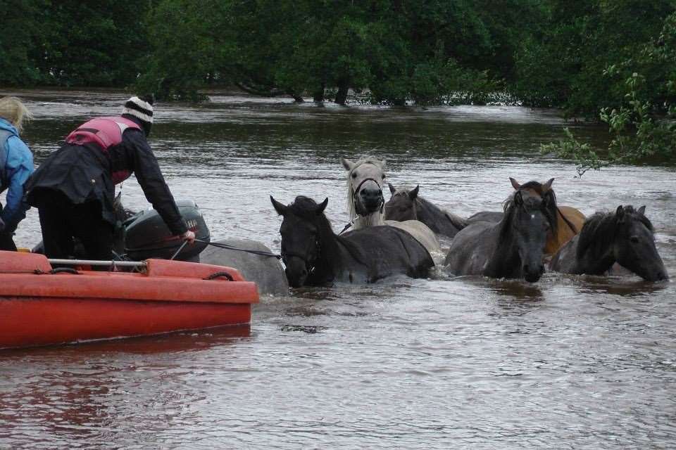 Horses being rescued during flooding below the Spey Bridge next to the Dell in Kingussie.